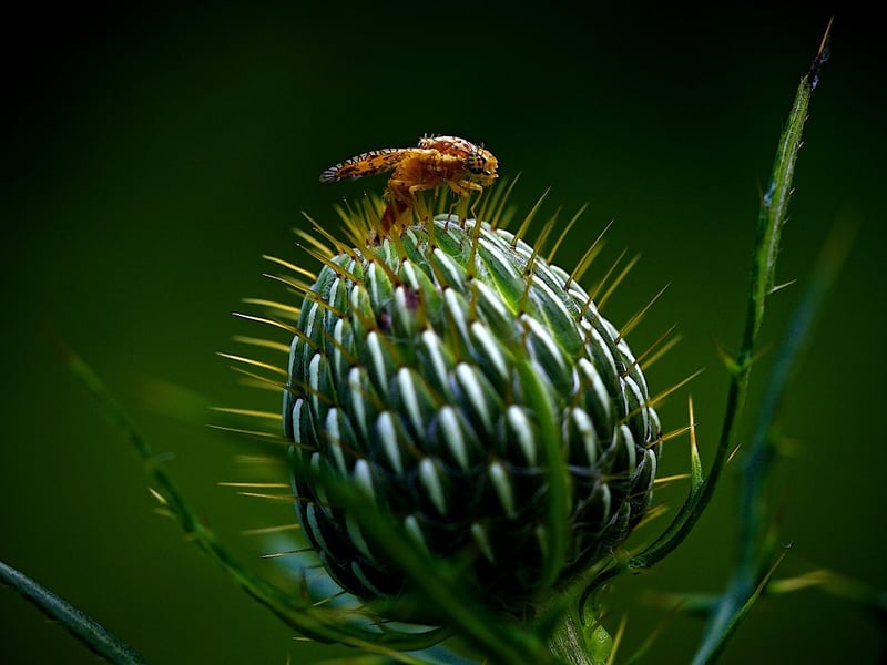Dealing with Pests in Vertical Gardens