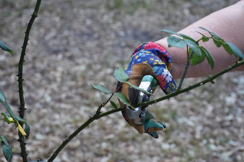 Pruning and Trimming Techniques